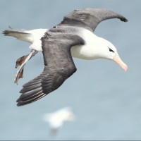 Black-browed Albatross